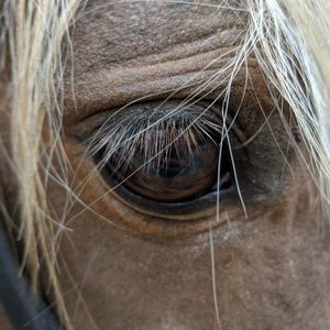 Meet your Posher, April